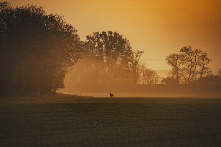 Hunting License