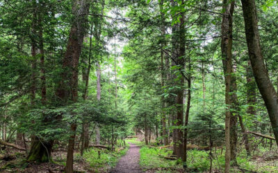 Things to Do in Preston County, WV: Outdoor Adventures, History, and Festivals