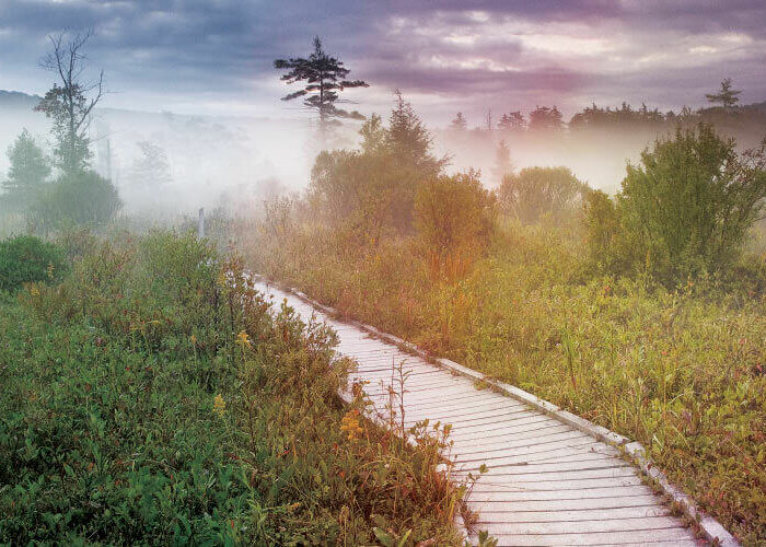 Cranesville Swamp