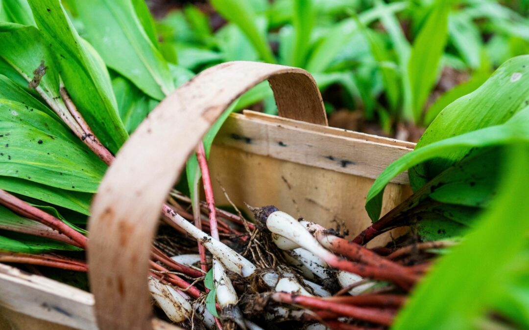 Your Guide to Ramps in Mountaineer Country, WV
