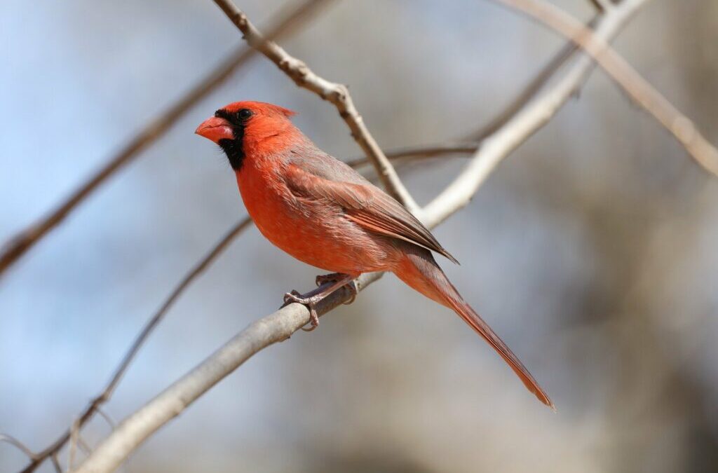 Great Backyard Bird Count