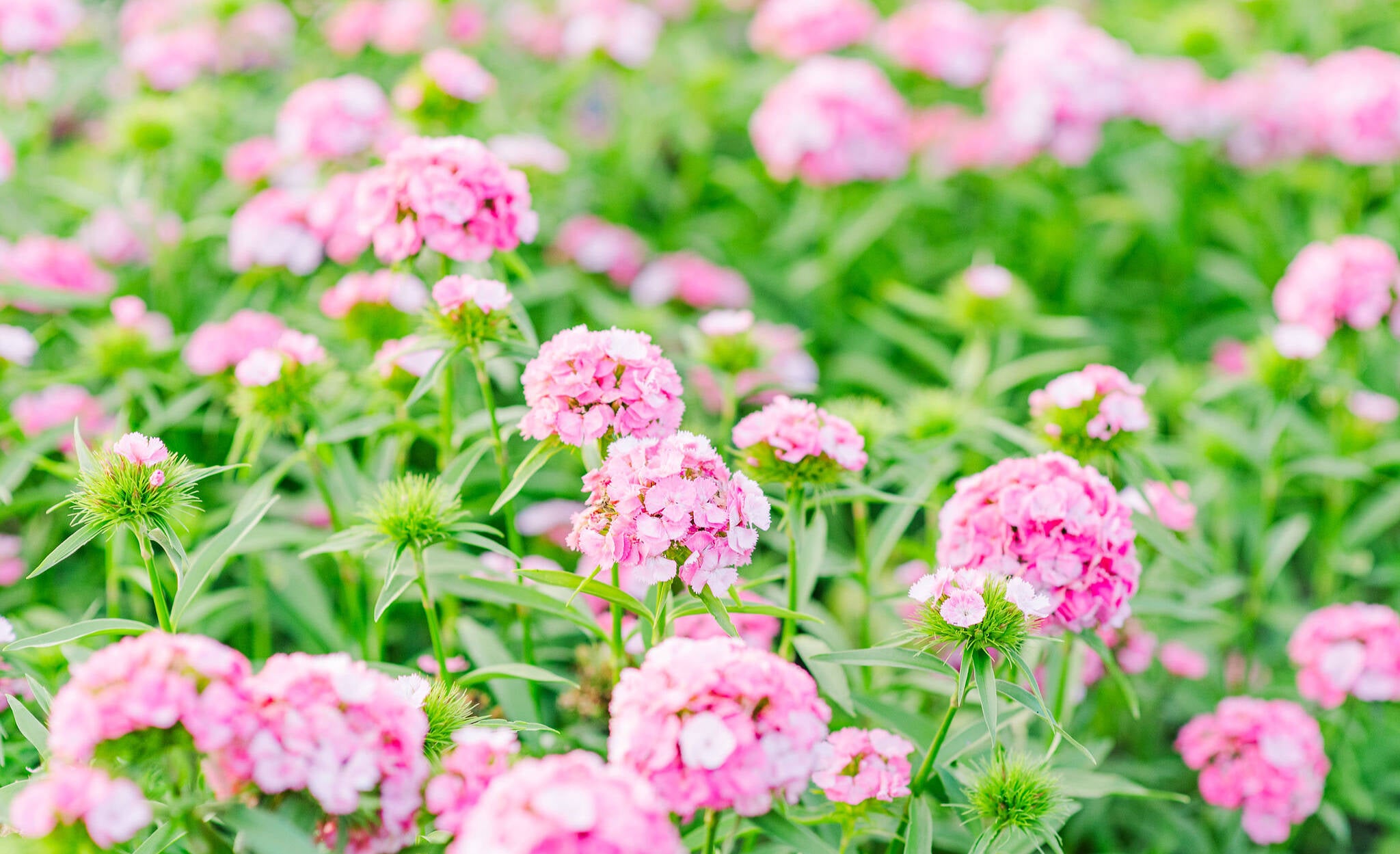 Hazel Run Flower Farm
