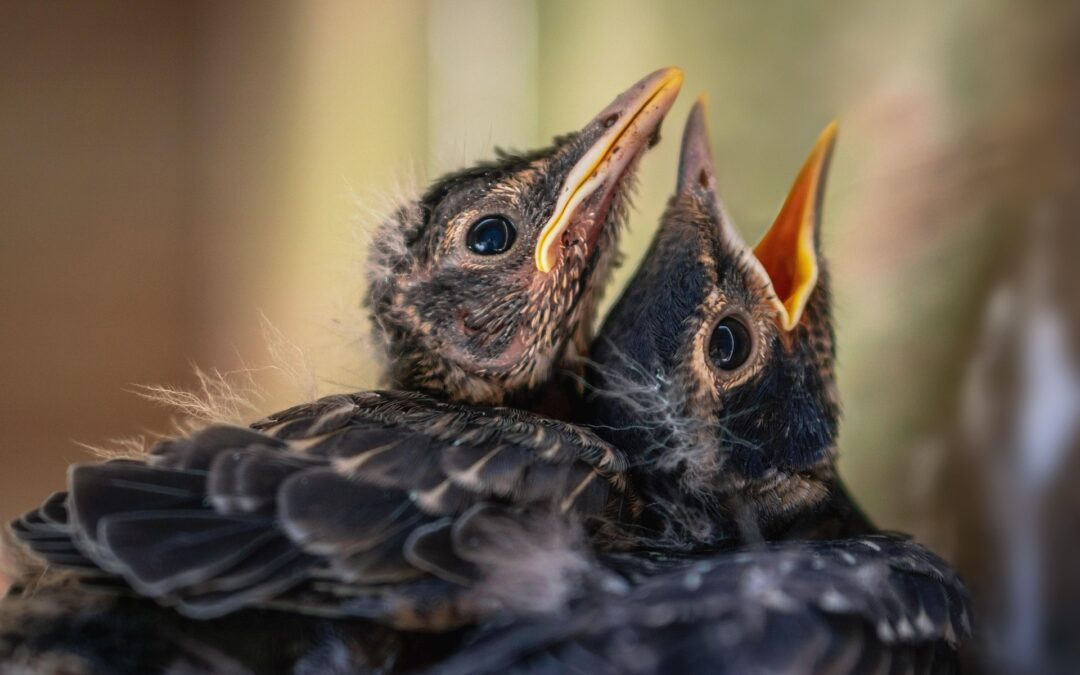 Growing Up Wild: Wee Wildlife Walk