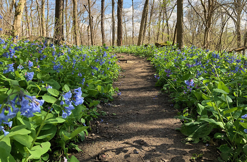 WVU Core Arboretum Spring Flower Festival