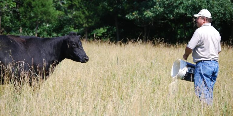 cowgg 768x384