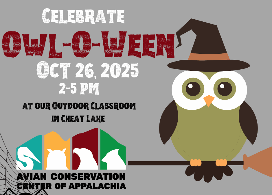 Owl-O-Ween
