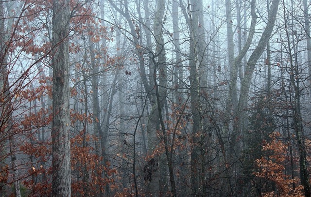 Nature in Winter